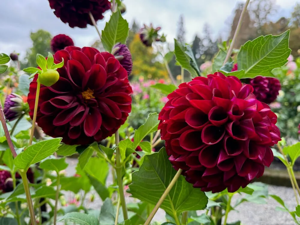 Dahlia 'Dark Spirit' 02.jpeg