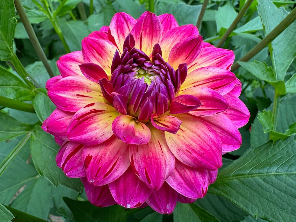 Dahlia 'Variegated Brittany Ray' 01.jpeg