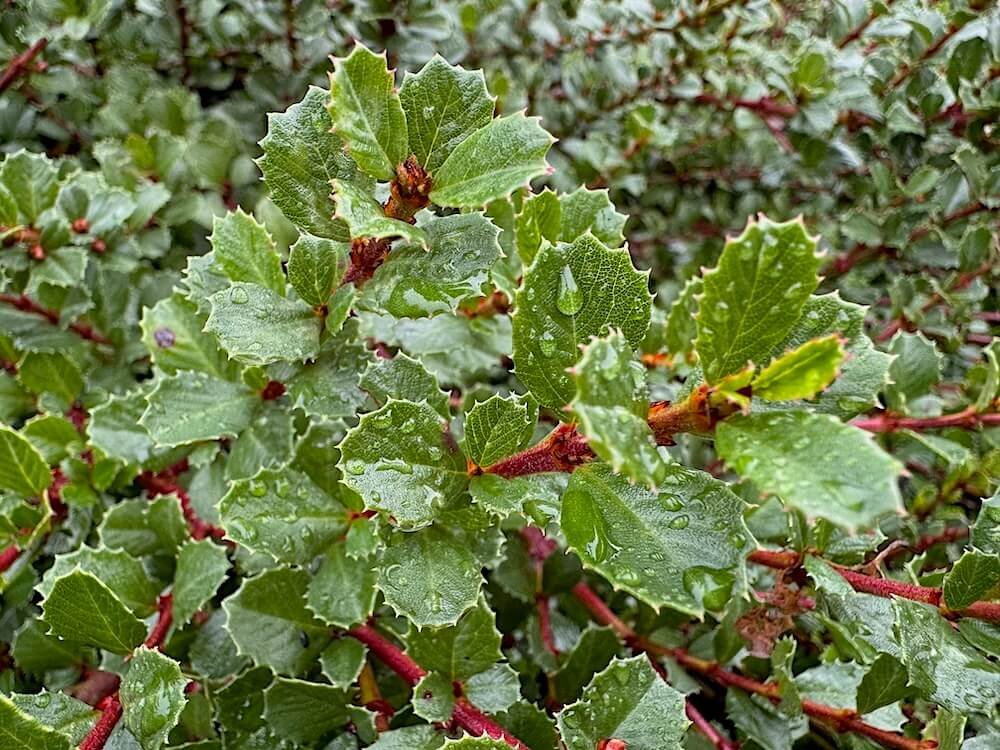 Ceanothus gloriosus 02.jpeg