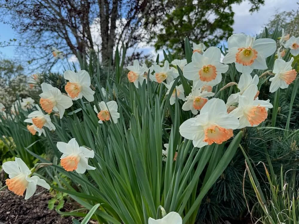 Narcissus 'Katie Heath' 03.jpeg