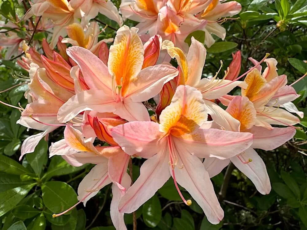 Rhododendron occidentale 01.jpeg