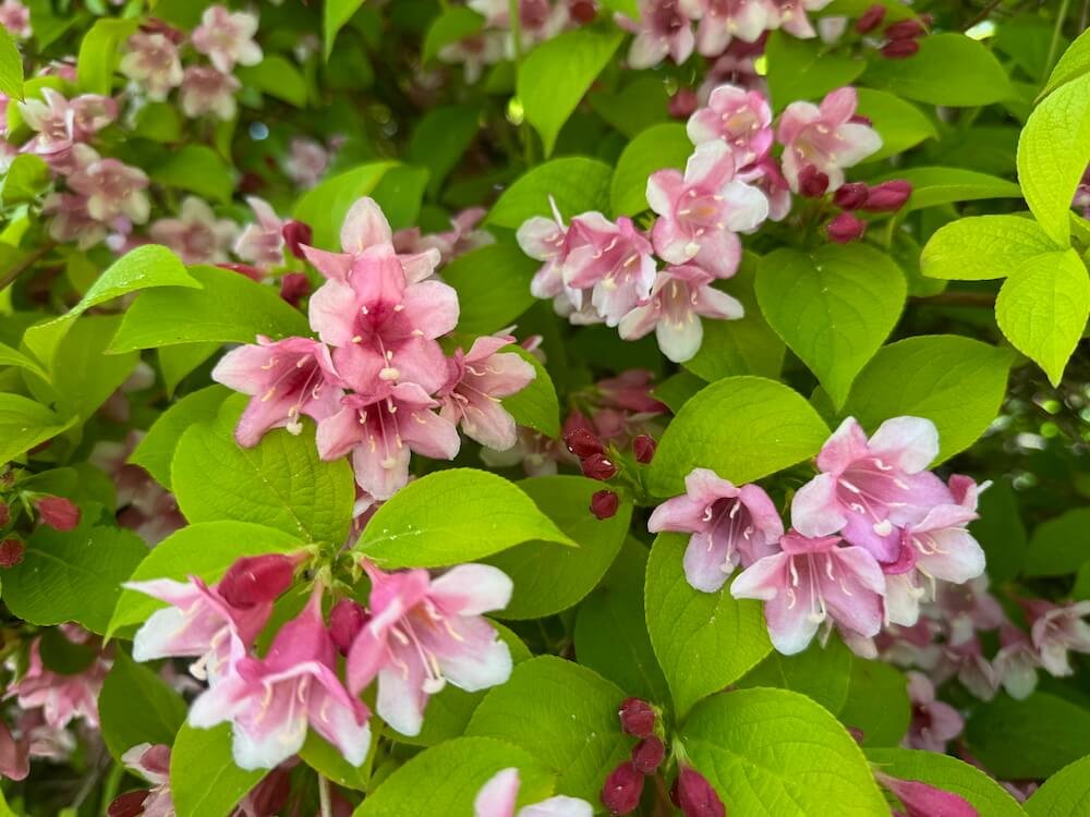 Weigela 'Looymansii Aurea' 02.jpeg
