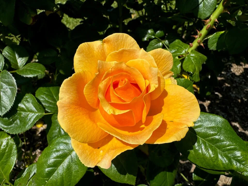 Rosa 'Harflow' 01.jpeg