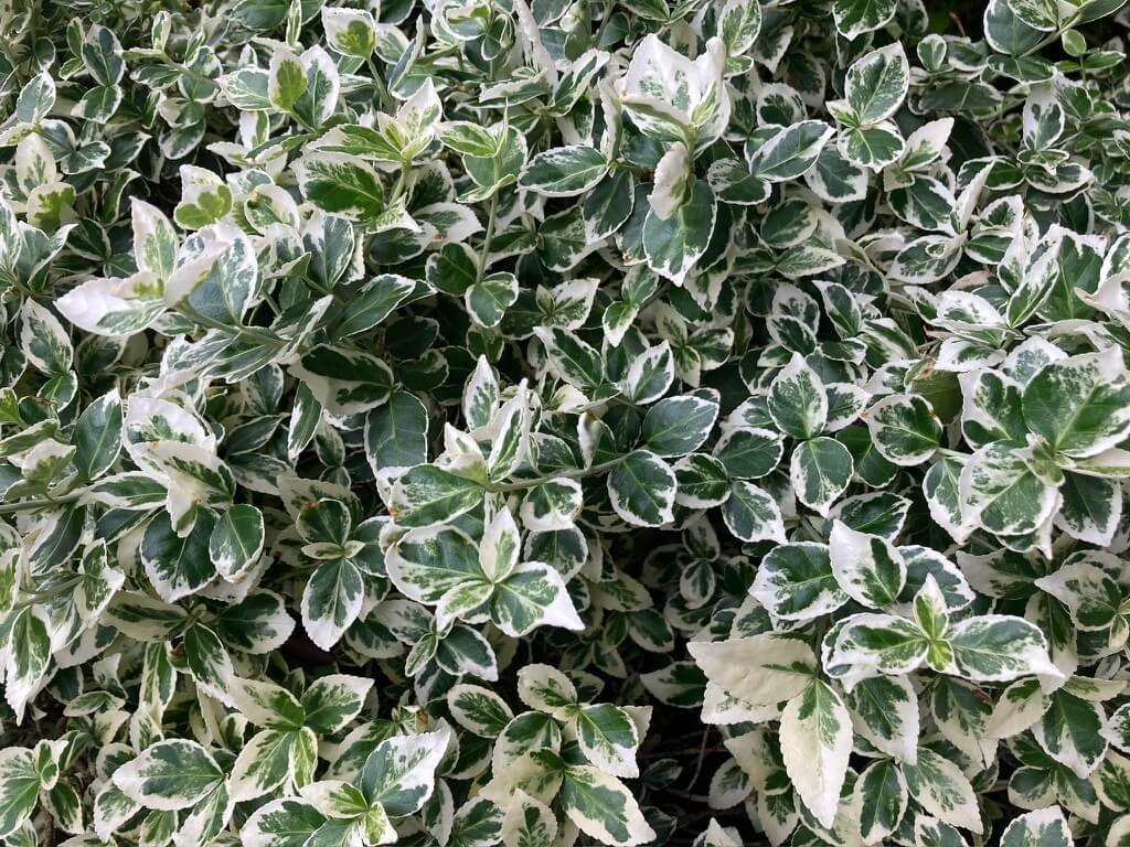 Euonymus fortunei 'Emerald Gaiety' 10.jpeg