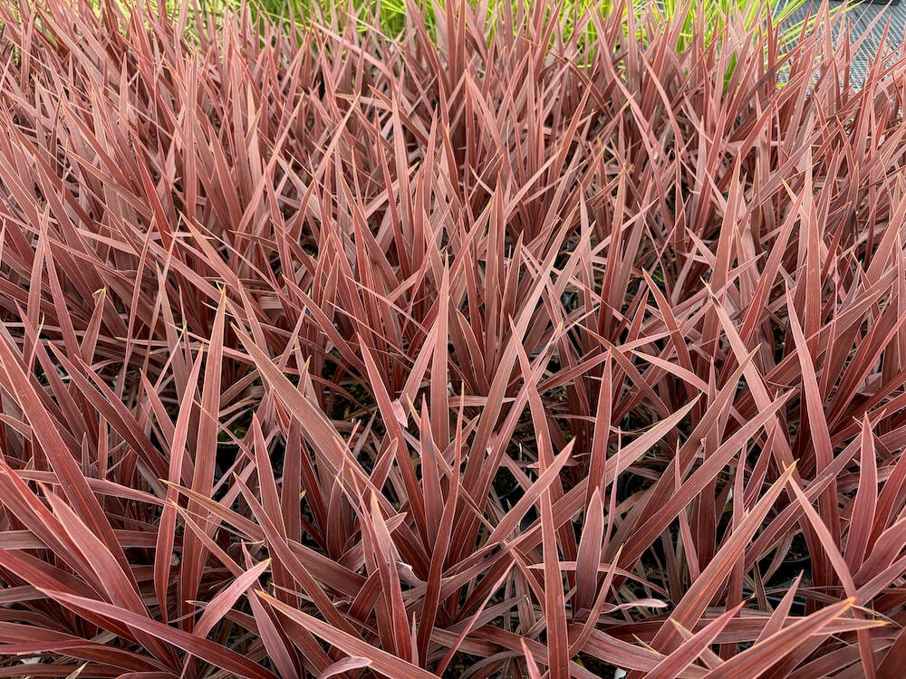 Cordyline australis 'Red Star' 04.jpeg