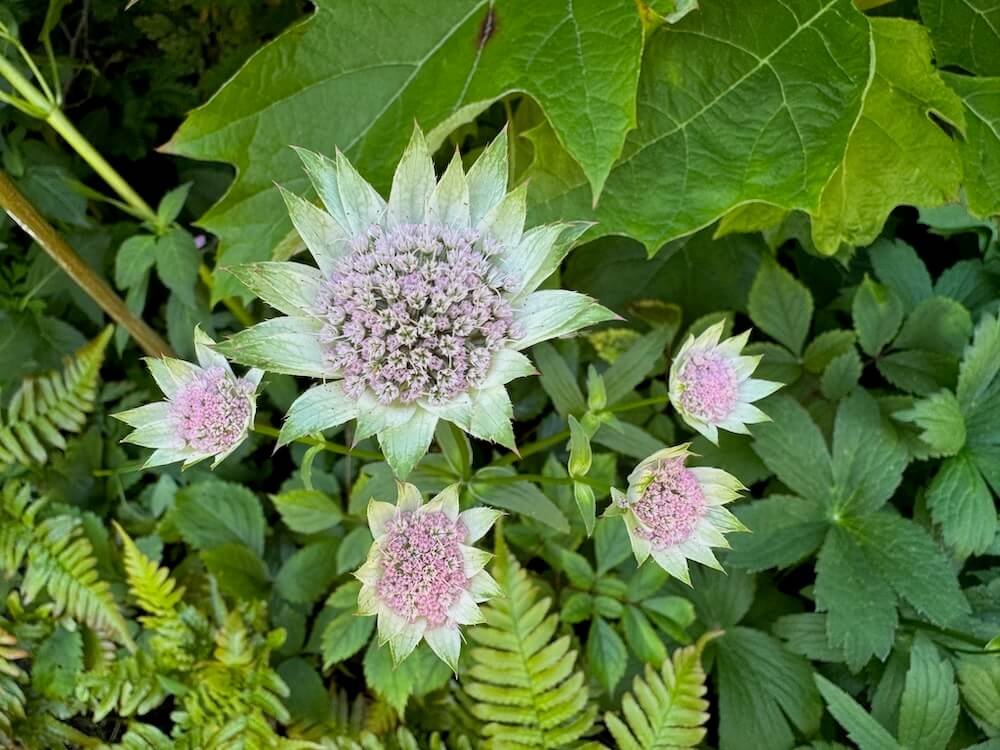 Astrantia major | Greater Masterwort