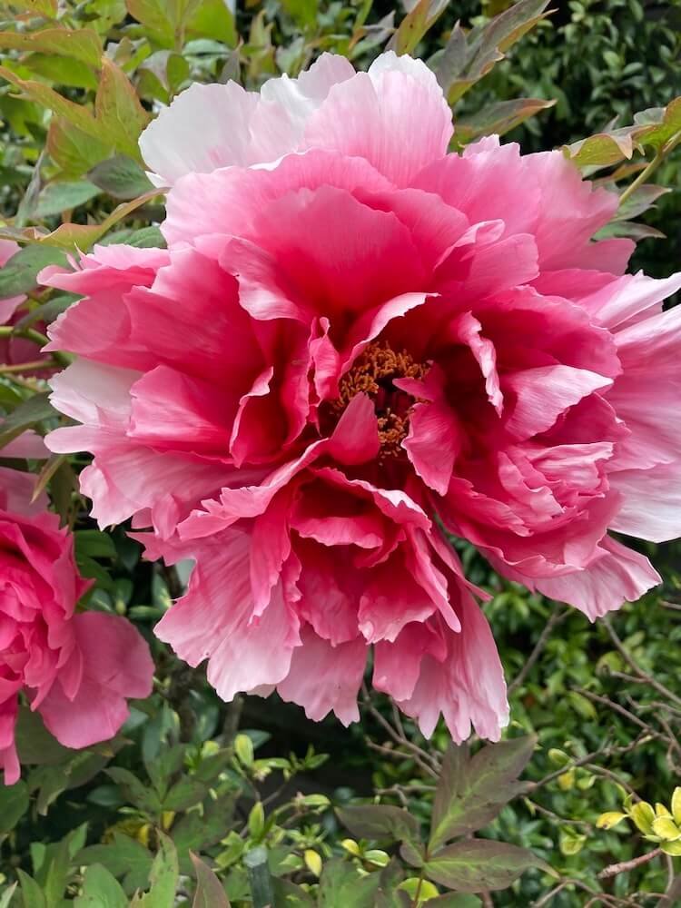 Paeonia x suffruticosa 'Zi Er Qiao' 06.jpeg