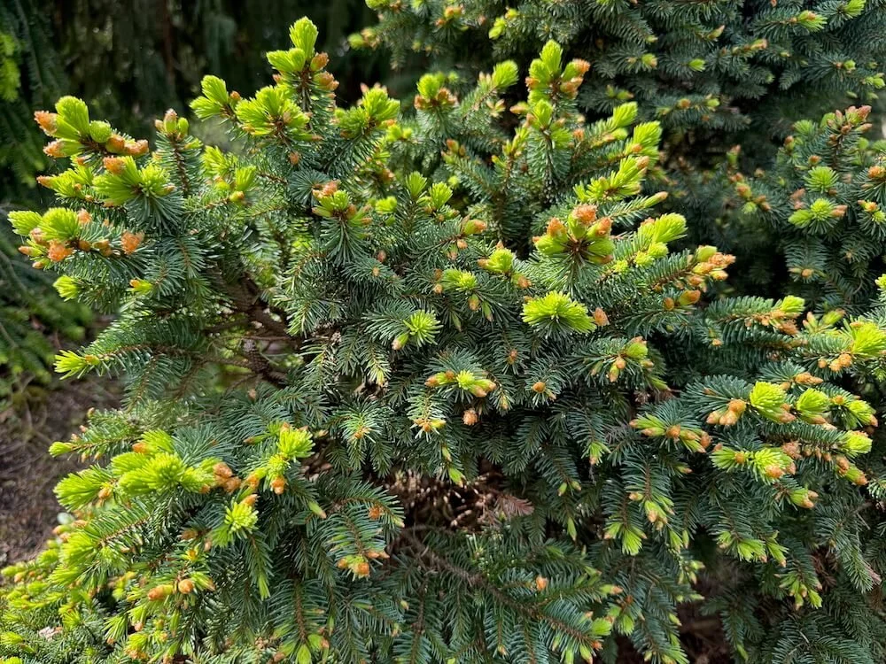 Tsuga canadensis 'Horsford Dwarf' 02.jpeg