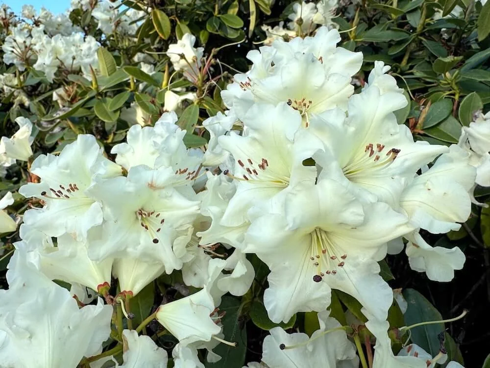 Rhododendron × ‘Unique’ 04 .jpeg