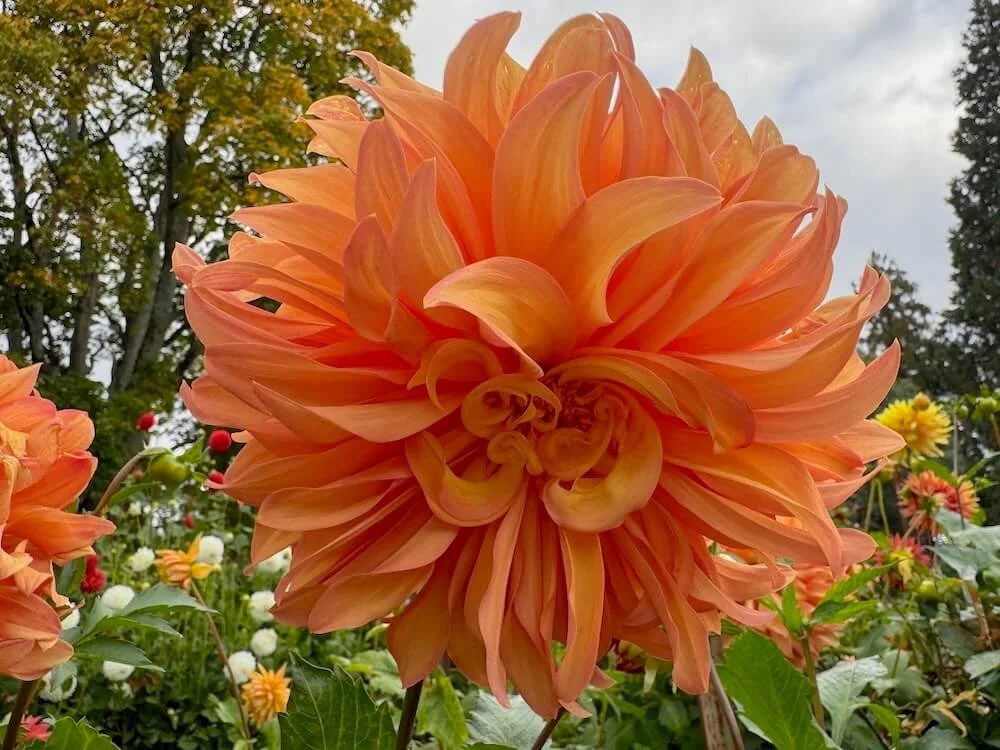 Dahlia 'Allen's Phoenix' 03.jpeg