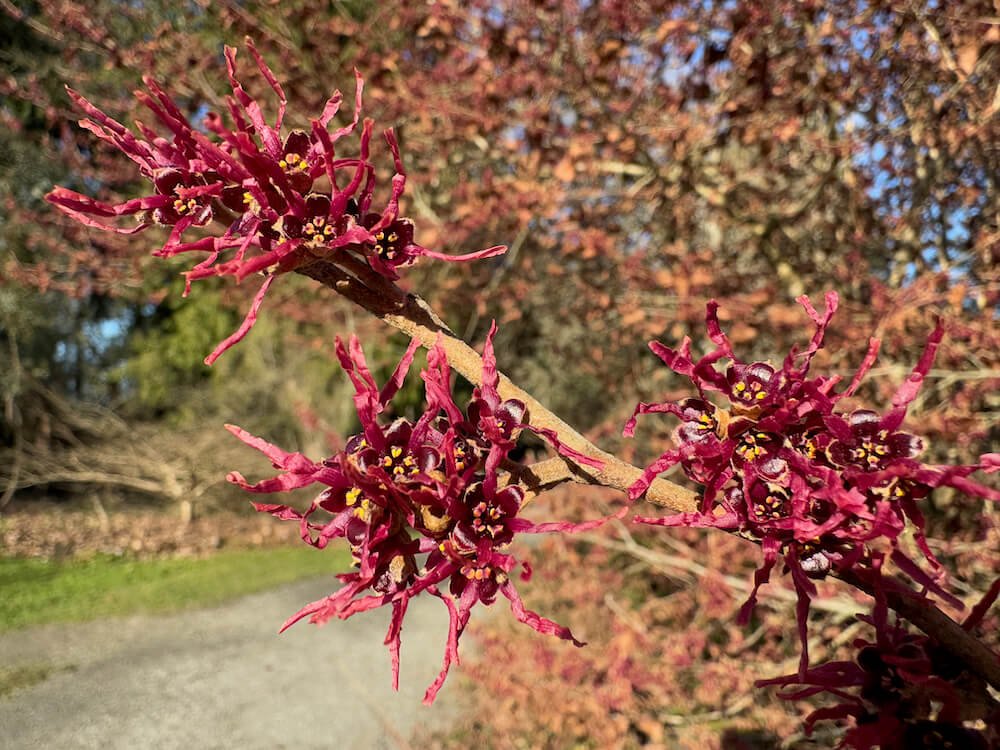 Hamamelis vernalis purpurea 03.jpeg