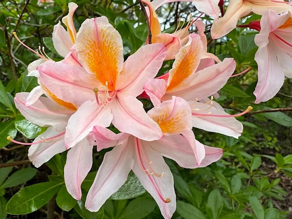 Rhododendron occidentale 02.jpeg