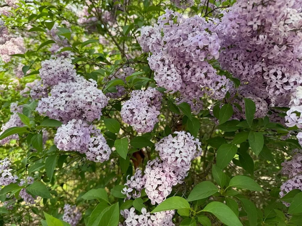 Syringa vulgaris 04.jpeg