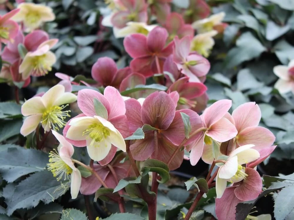 Elegant Hellebores In Summer Pictures