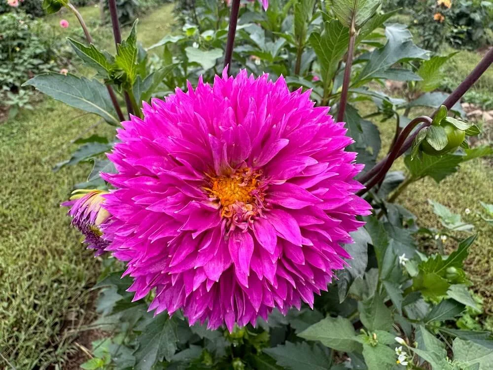 Dahlia 'Frizzy Lizzy' 02.jpeg