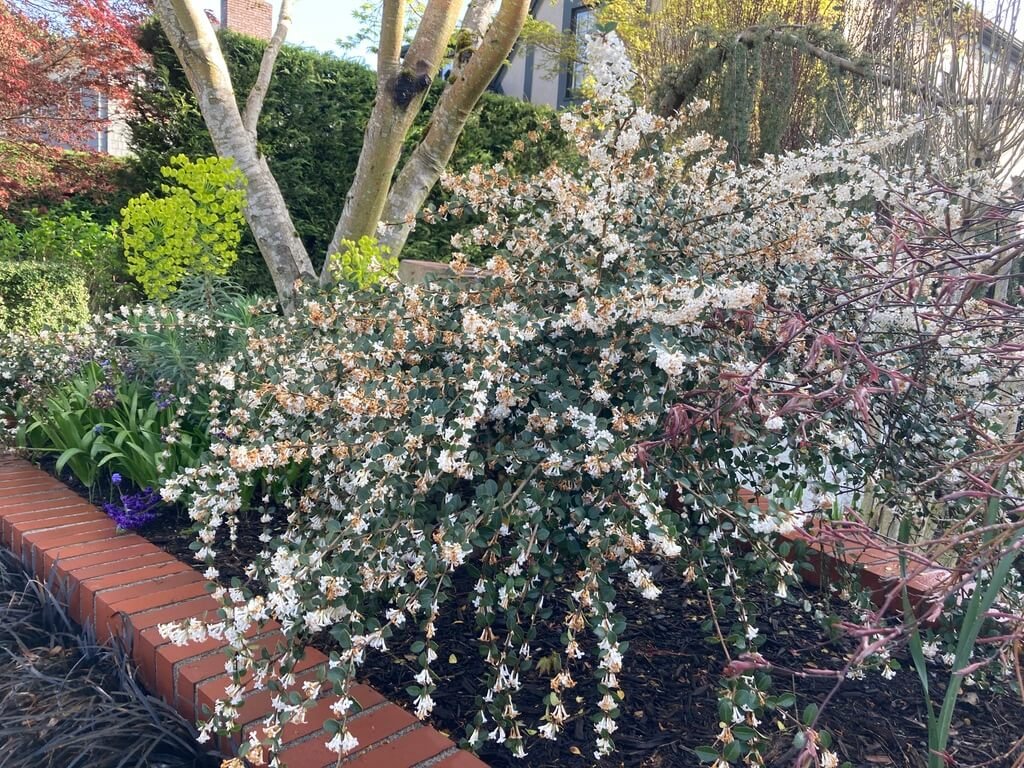 Osmanthus delavayi 05.jpeg