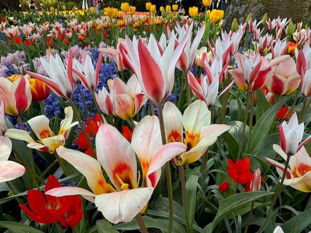 Tulipa clusiana 02.jpeg