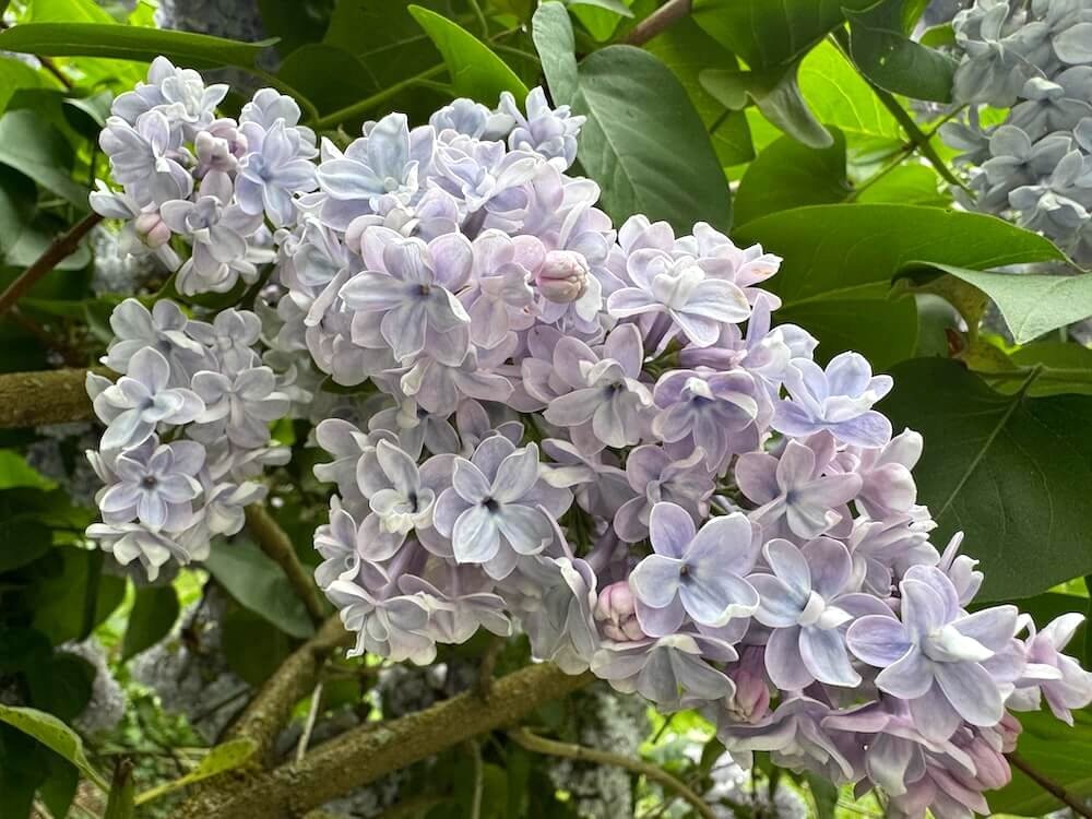 Syringa × hyacinthiflora ‘Equinox Valley’ 01.jpeg