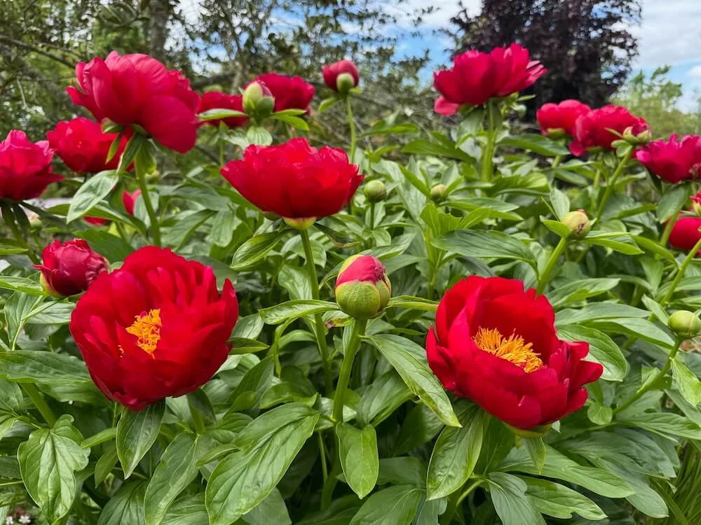 Paeonia lactiflora 'Nippon Beauty' 08.jpeg