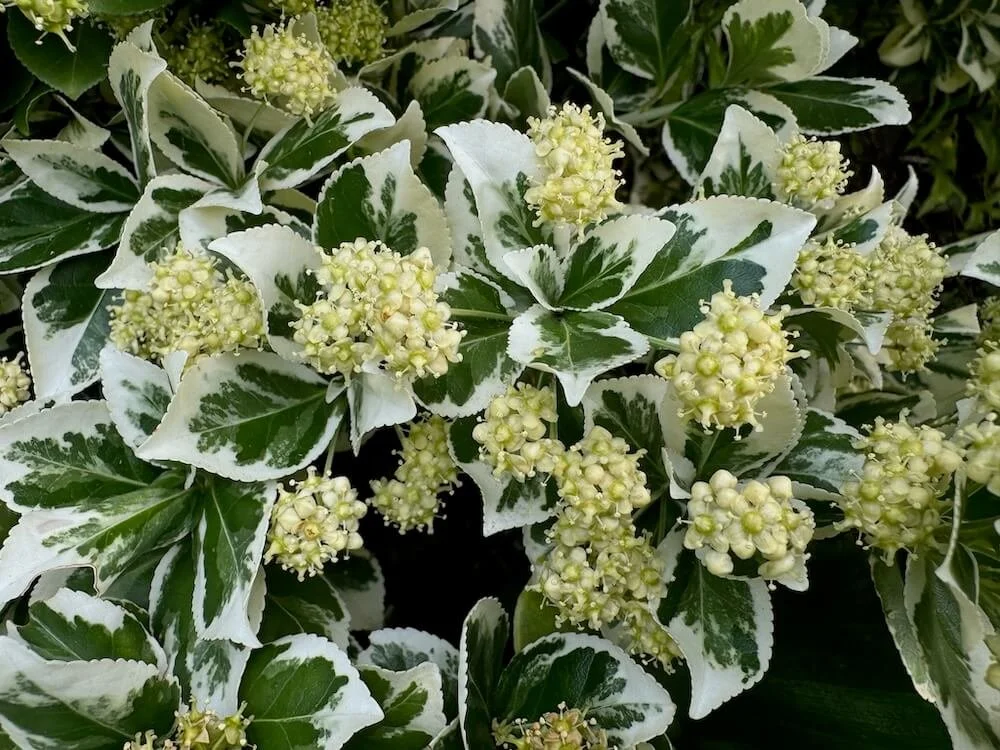 Euonymus fortunei 'Emerald Gaiety' (Emerald Gaiety Wintercreeper)   Northwest Blooms