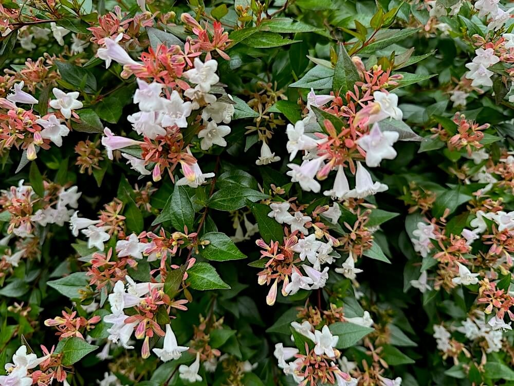 Abelia x grandiflora | Glossy Abelia