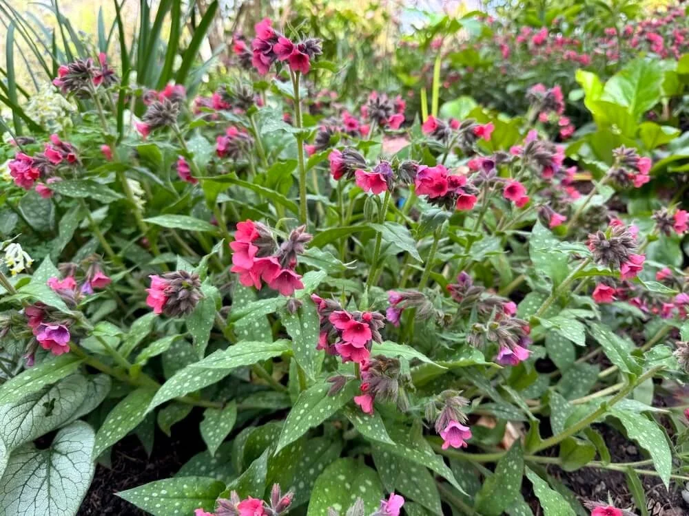 Pulmonaria 'Lisa Marie' 03.jpeg