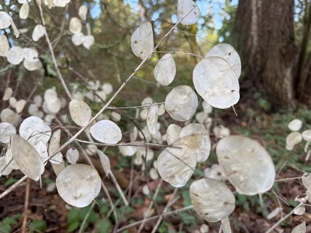 Lunaria annua 03.jpeg