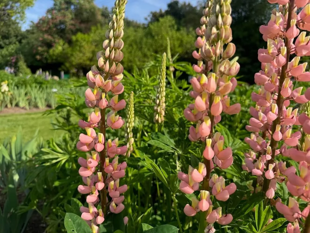Lupinus polyphyllus 'Pink and Yellow' 02.jpeg