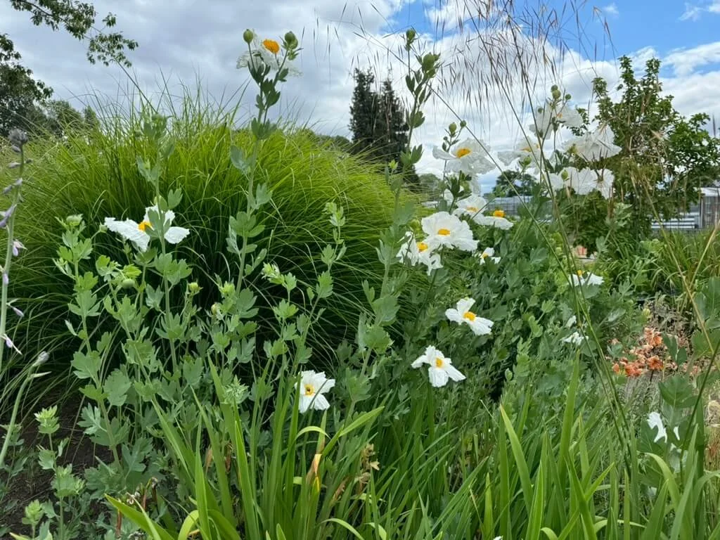 Romneya coulteri 04.jpeg