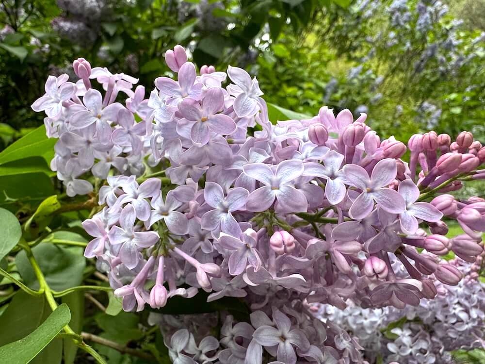Syringa vulgaris ‘Firmament’ | Firmament Lilac