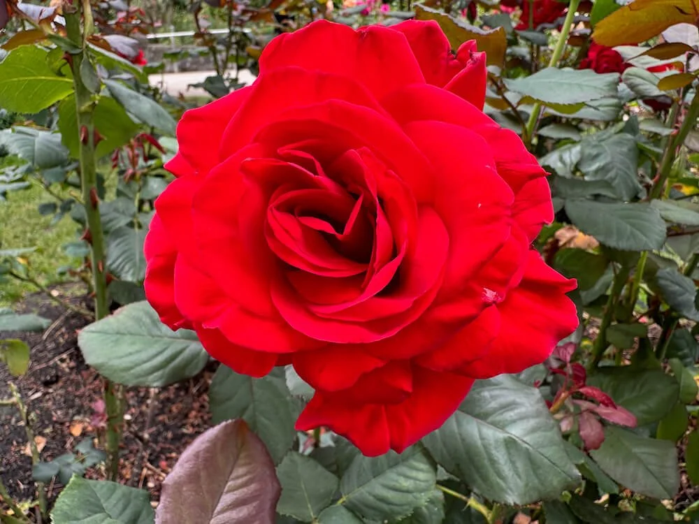 Rosa 'Legends' 04.jpeg
