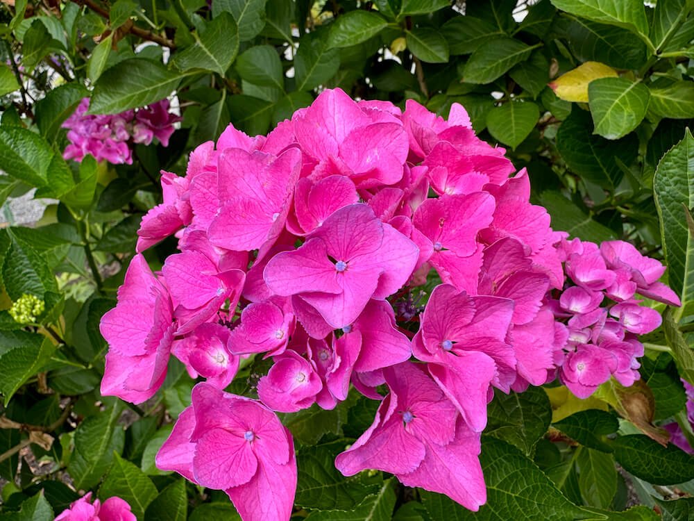 Hydrangea macrophylla 'Ragra' 04.jpeg