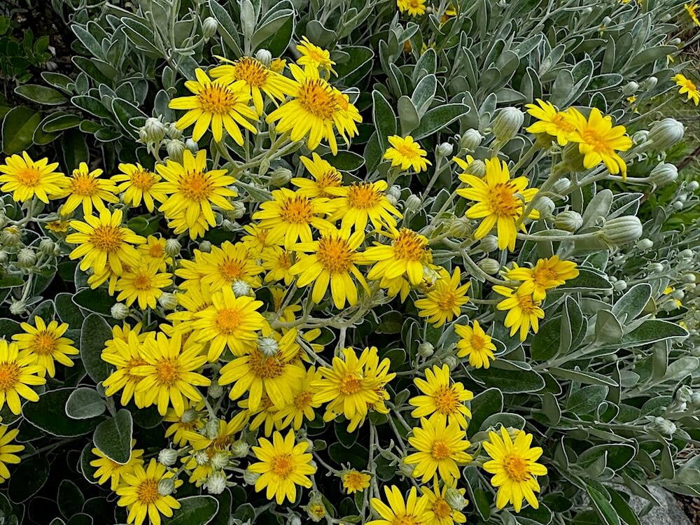 Brachyglottis greyi | Daisy Bush