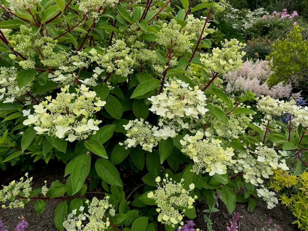 Hydrangea paniculata 'Wim's Red' 02.jpeg