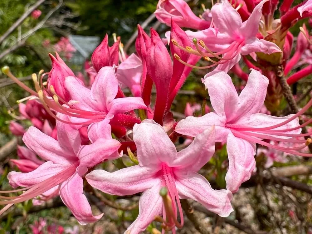 Rhododendron canescens 02.jpeg