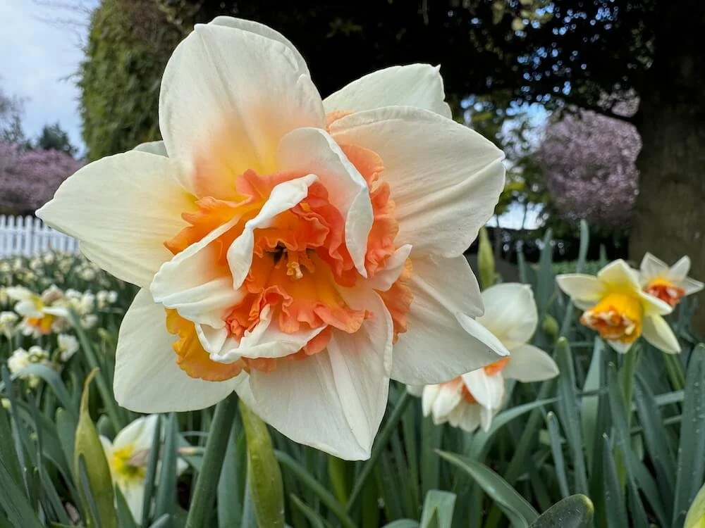 Narcissus 'Mystere' 01.jpeg