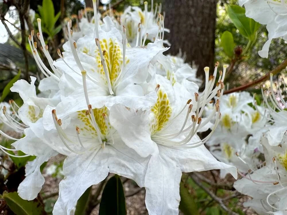 Rhododendron augustinii ssp. hardyii 02.jpeg