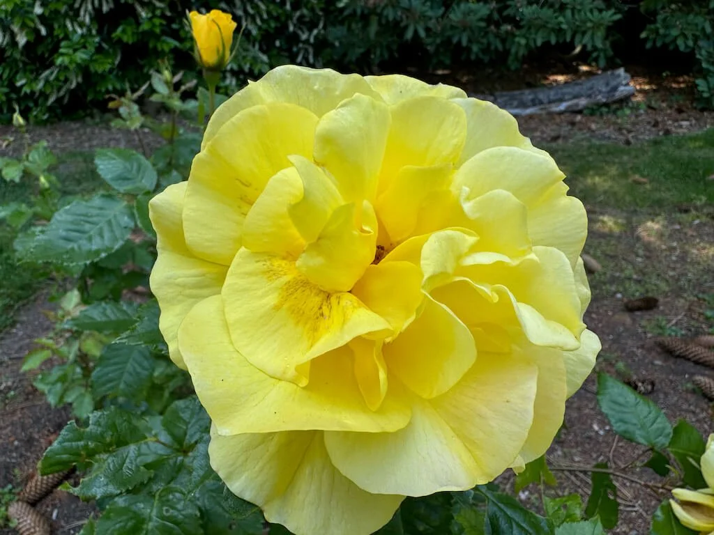 Rosa 'Sunsprite' 02.jpeg