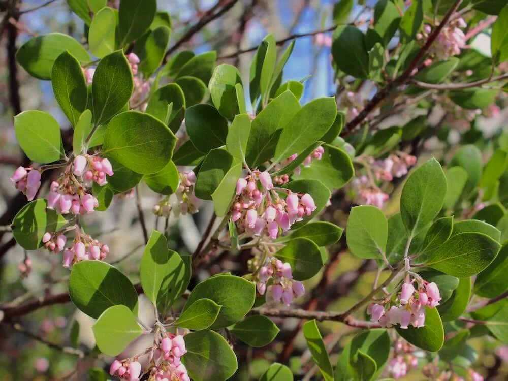 Arctostaphylos manzanita 'Hood Mountain' 02.jpeg