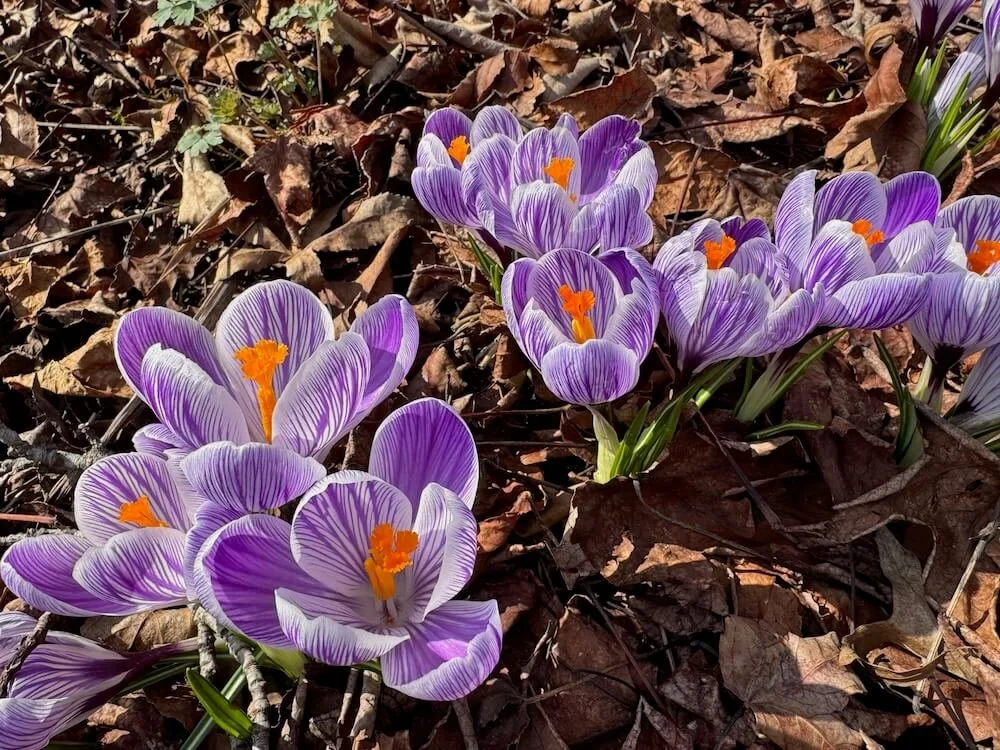 Crocus vernus 'Pickwick' 03.jpeg