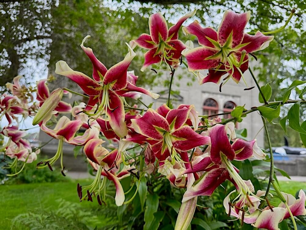 Lilium 'Scheherazade' 03.jpeg