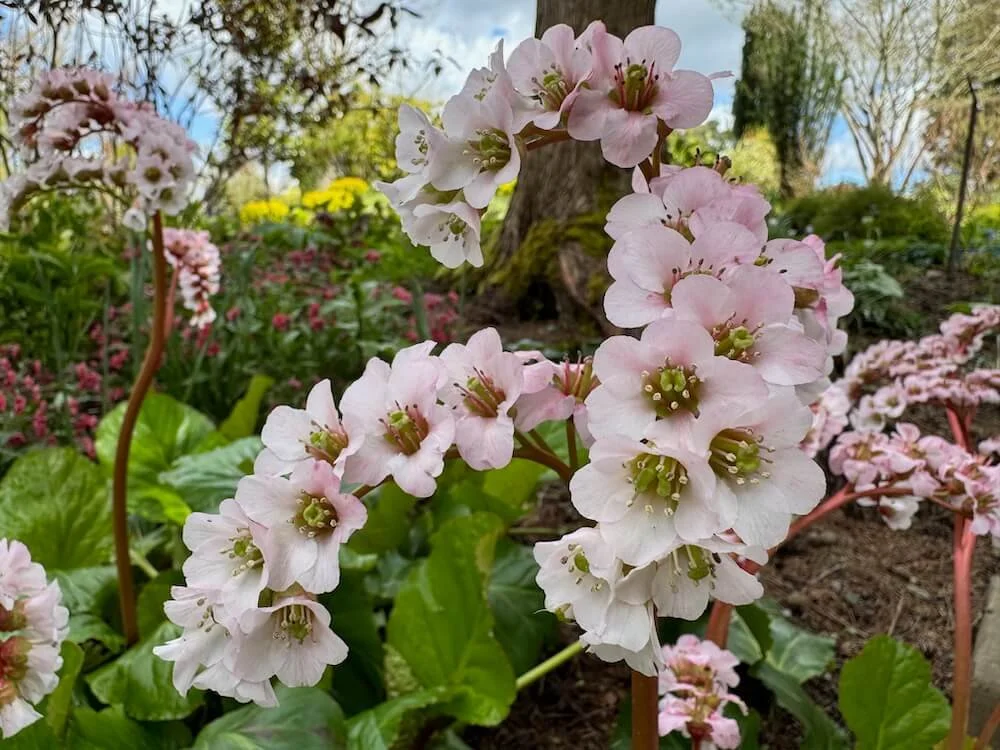 Bergenia 'Silberlicht' | Silverlight Elephant's Ears