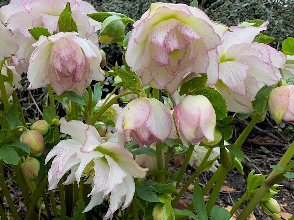 Helleborus x hybridus 'Flower Girl' 02.jpeg