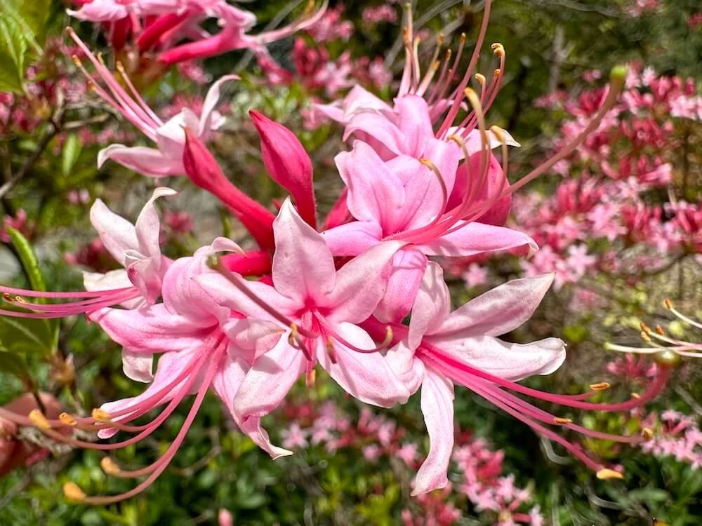 Rhododendron canescens | Mountain Azalea
