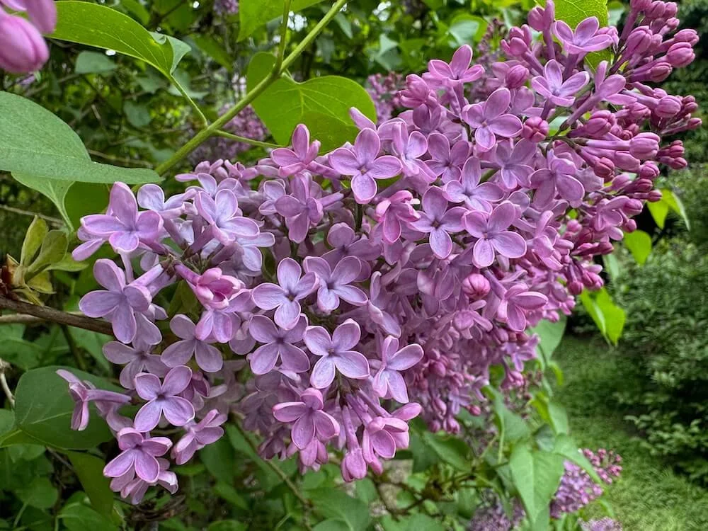 Syringa x 'Old Glory' 02.jpeg