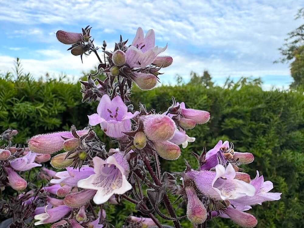 Penstemon digitalis 'Dakota Burgundy' 03.jpeg