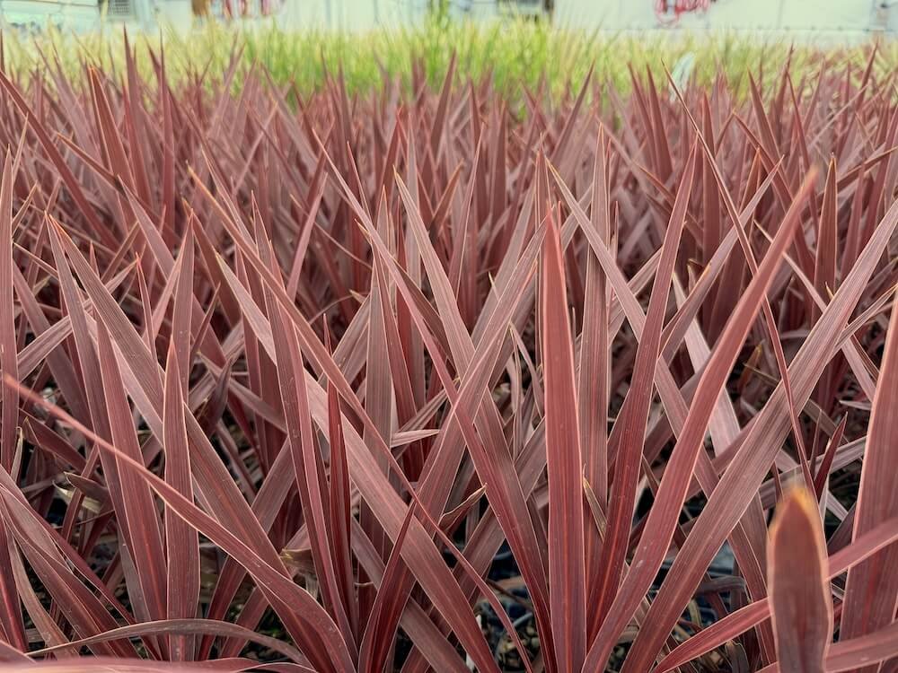 Cordyline australis 'Red Star' 05.jpeg