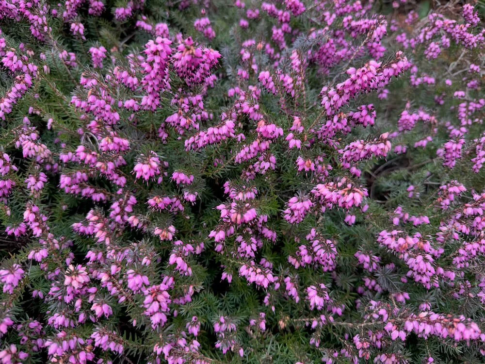 Erica carnea 'Nathalie' 06.jpeg