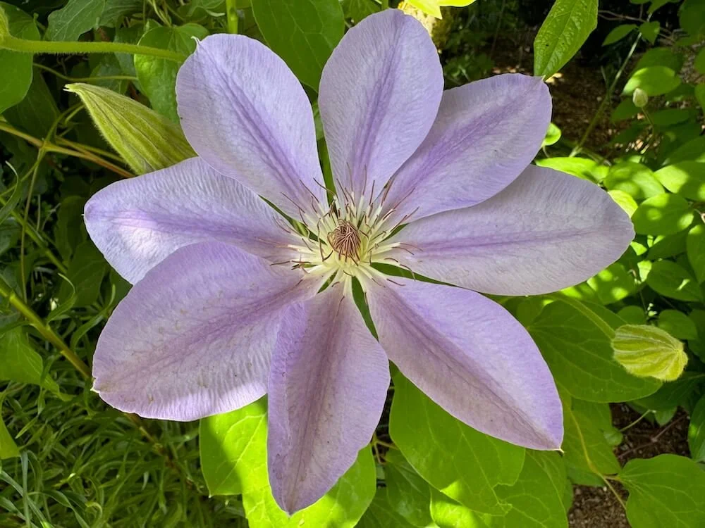 Clematis 'Lady Caroline Nevill' 01.jpeg