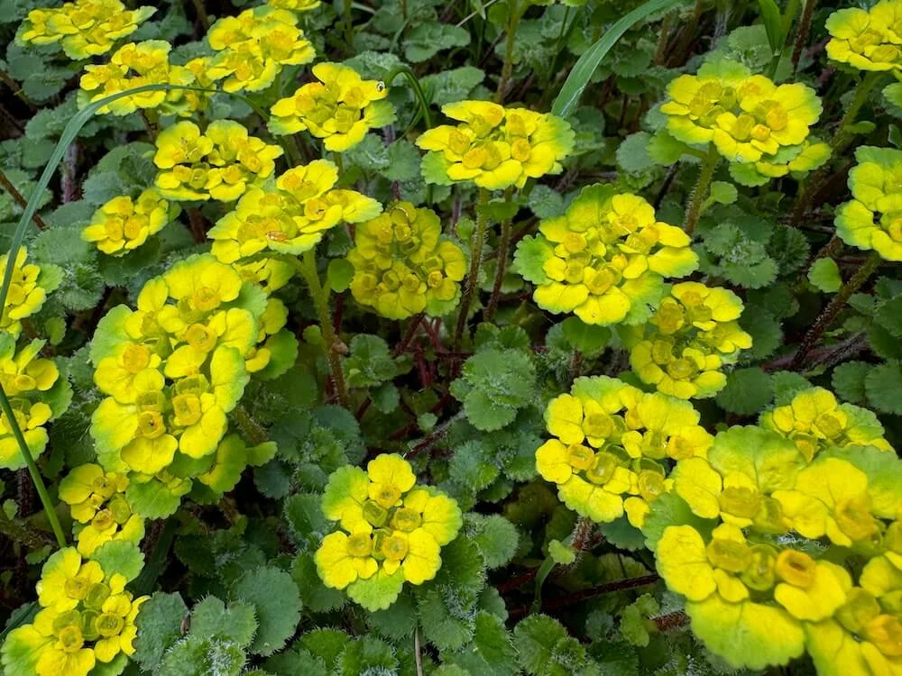 Chrysosplenium alternifolium 04.jpeg